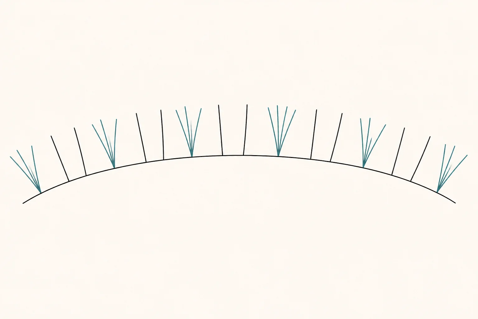 Line diagram of a hybrid lash line with single strands alternating with three-strand fans