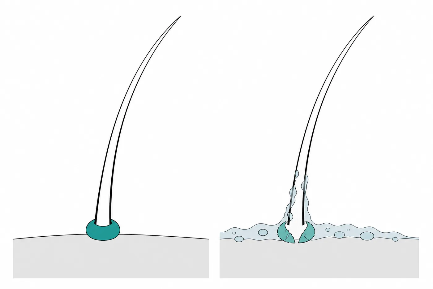 Diagram comparing adhesive bonded to a clean lash base with an intact bead against a lash base coated in an oily film with a cracked bead