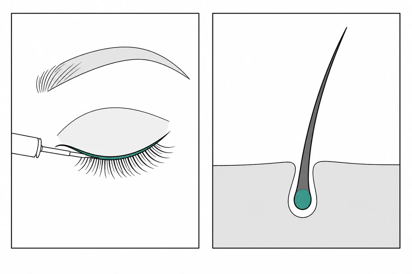 Diagram showing a lash serum applicator drawing a line along the upper lash line and a magnified view of serum at the lash base
